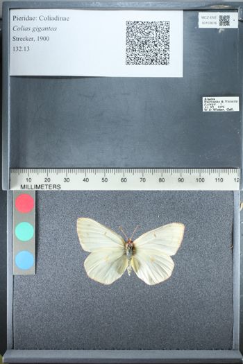 Media type: image;   Entomology 153616